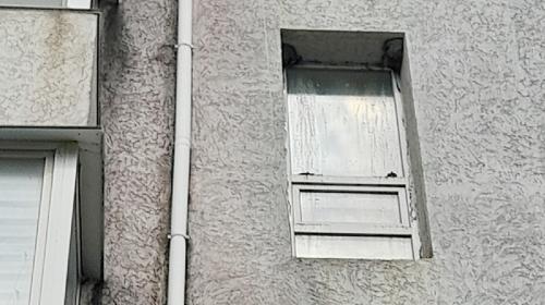 ForPost - Ласточки облюбовали две жилые пятиэтажки в Крыму