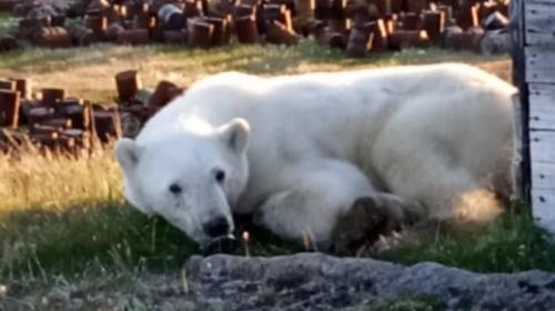 ForPost - В Сибири спасают медведя, у которого в пасти застряла банка сгущёнки