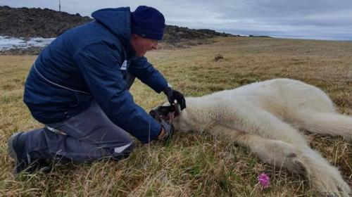 ForPost - Опубликованы трогательные фото спасения белого медведя с банкой в пасти