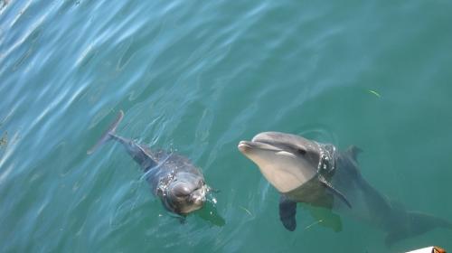 ForPost- Откуда в крымских дельфинариях берутся «вечно молодые» дельфины