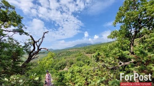 ForPost- Каждое десятое дерево в крымских лесах повреждено
