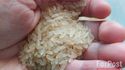 ForPost- Каким будет первый российский урожай риса у крымских аграриев