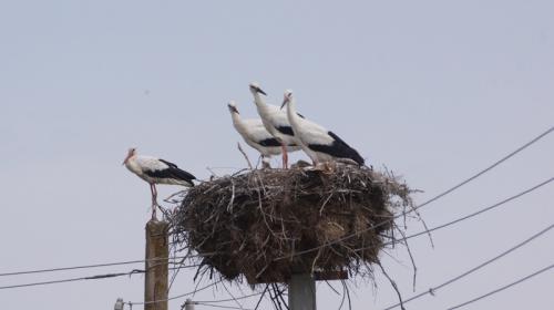 ForPost- Как крымчане помогают редким птицам с «квартирным вопросом»