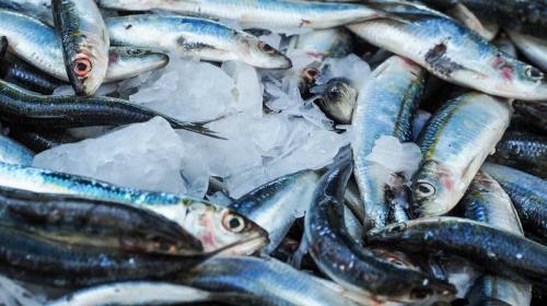 ForPost- У крымских предприятий изъяли 33 партии некачественной рыбы
