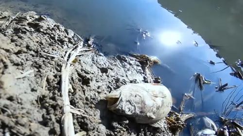 ForPost- В пруду под Севастополем массово гибнет рыба