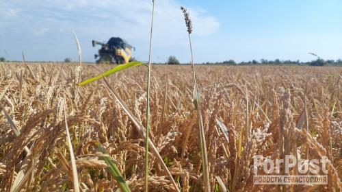 ForPost- В Крыму оценили первый урожай риса
