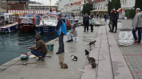 ForPost- В Севастополе рыбак сбросил в море балаклавского котика  