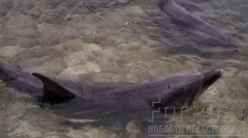 ForPost- В Севастополе неизвестные мужчины выгрузили живых дельфинов в море
