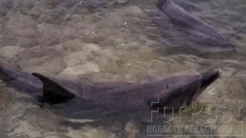 ForPost- В Севастополе пытаются спасти выброшенных в море дельфинов 