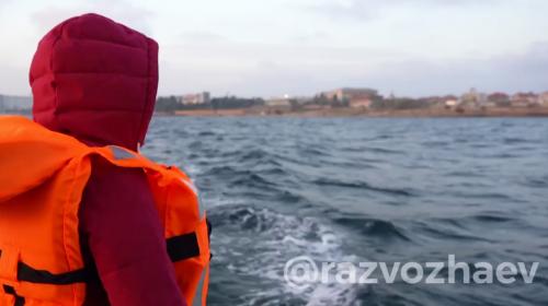 ForPost- Найти выброшенных в Севастополе дельфинов пока не удалось