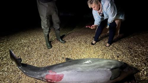 ForPost - Специалисты не могут найти чип на теле найденного на побережье Севастополя дельфина 