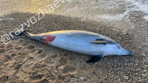 ForPost - На побережье Севастополя выбросило труп дельфина, похожего на Зою