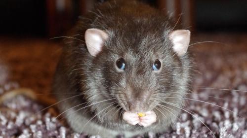 ForPost - Крысы безнаказанно захватывают жилплощадь севастопольцев