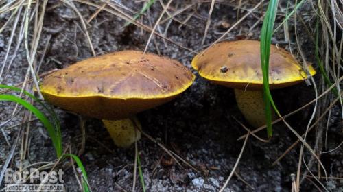 ForPost- В лесах Севастополя обнаружили большое разнообразие грибов