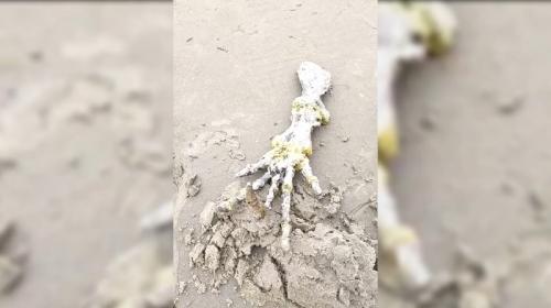 ForPost- На пляже нашли кости, напоминающие «руку пришельца»