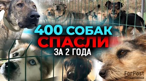 ForPost- Больше 400 спасённых: волонтёры Севастополя рассказали о двухлетней работе с собаками