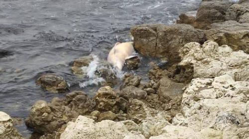 ForPost- В Севастополе вблизи Херсонеса обнаружен мёртвый дельфин