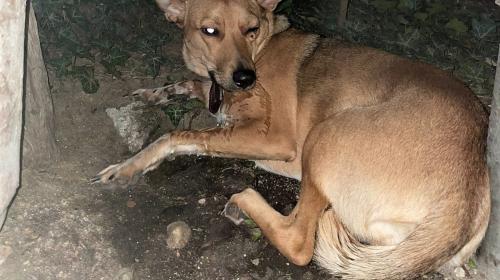 ForPost- «Ты хотела, чтоб я ее выкинул»: в Севастополе с 4-го этажа скинули собаку 