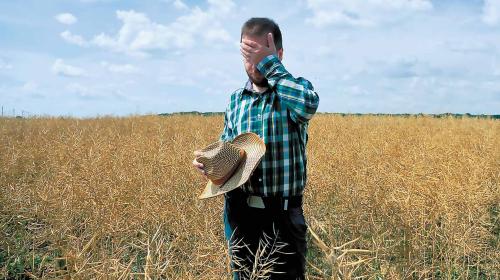 ForPost- Очередной подъем сельского хозяйства Севастополя закончился в суде