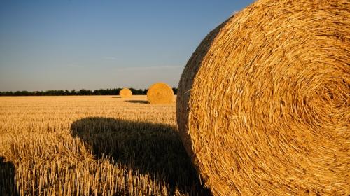 ForPost- Как за 25 лет развивалась зерновая отрасль в Крыму