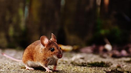 ForPost - Как мыши могут навредить посевам крымских полей