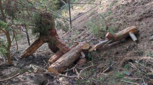 ForPost- Незаконная вырубка деревьев под Судаком переросла в уголовное дело