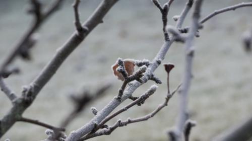ForPost- В Крыму рассказали о тонкостях обрезки плодовых деревьев 