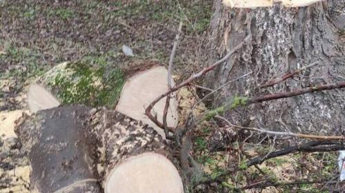 ForPost - Вырубкой деревьев на востоке Крыма заинтересовались правоохранители