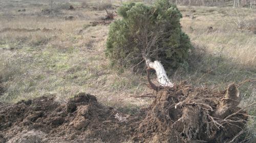 ForPost- В Балаклавском районе Севастополя обнаружили уничтоженные деревья 