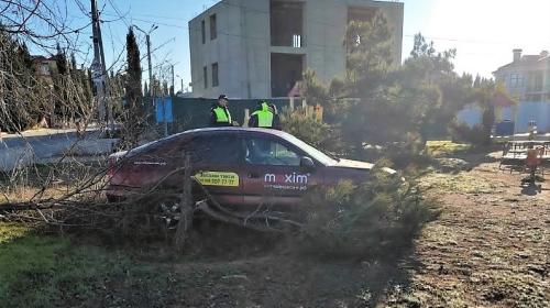 ForPost- В Севастополе паркующийся таксист снёс два дерева 