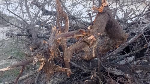 ForPost- В Севастополе продолжают уничтожать деревья во время городских ремонтов 