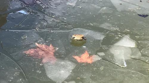 ForPost- В Севастополе черепахи вмерзают в лед у торгового центра