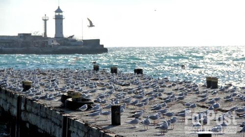 ForPost- Как февральские холода в Крыму повлияли на птичьи «маршруты» 