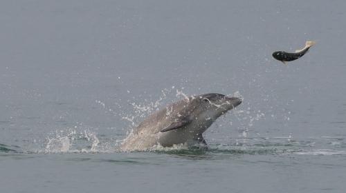 ForPost- Как защитить дельфинов у берегов Крыма от судьбы тюленя-монаха