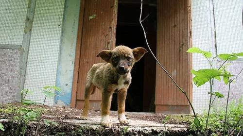 ForPost - Геном одичавших собак из зоны отчуждения Чернобыльской АЭС приобрел уникальную структуру