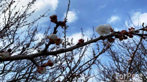 ForPost- В конце марта в Крым вернутся ночные заморозки и снег