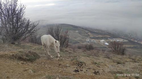 ForPost- Хромая лошадь ввела в заблуждение гулявших на ЮБК крымчан