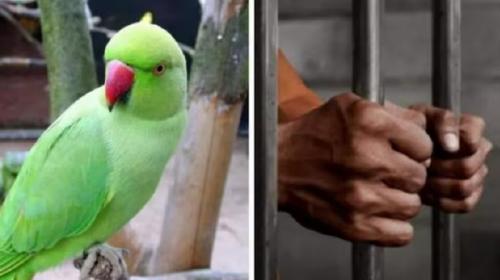 ForPost- Мужчин ожидает пожизненное заключение из-за попугая