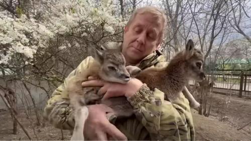 ForPost- Донецкие муфлоны обзавелись потомством в крымской эвакуации