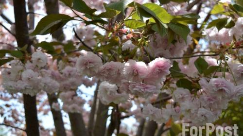 ForPost- Не только вишня: в Крыму началось цветение сакур 