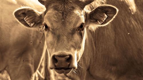 ForPost- Мёртвые коровы со странными повреждениями поставили в тупик экспертов 