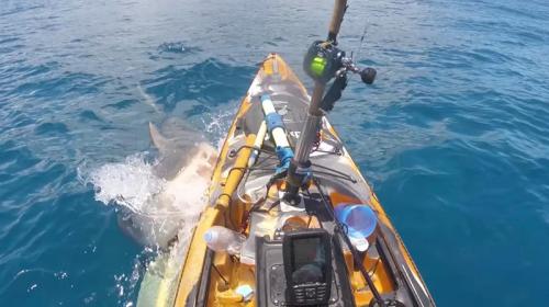 ForPost - Огромная акула атаковала рыбака на каяке и попала на видео