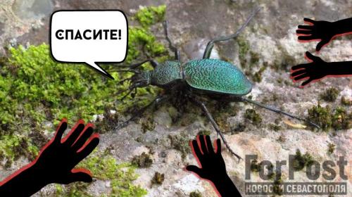 ForPost- Крым может потерять одного из красивейших краснокнижных жуков