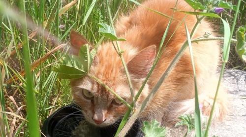 ForPost - В Севастополе спасли упавшую в трёхметровый колодец кошку
