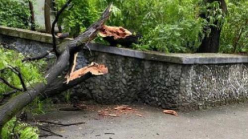 ForPost- В столице Крыма дерево упало на женщину
