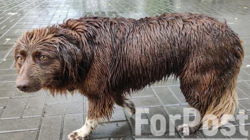 ForPost - В Севастополе предложили решить вопрос умерщвления бездомных собак на референдуме