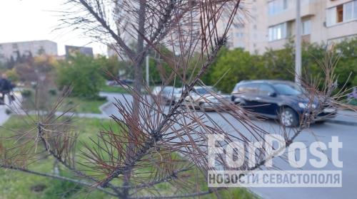 ForPost - Засохшие деревья вдоль севастопольских дорог оказались никому не нужны