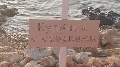 ForPost- В Севастополе собаки могут с комфортом отдохнуть на пляже