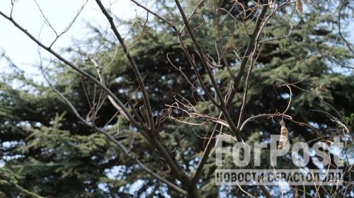 ForPost- Опасные ветки платанов и засохшие тополя угрожают севастопольцам