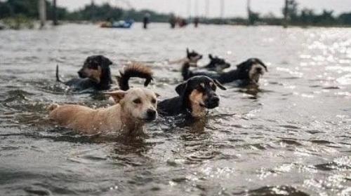 ForPost- Севастопольцы спасают животных из затопленной Новой Каховки